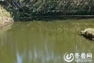 鱼塘爆料大全图片视频,揭秘网络热图背后的故事与真相